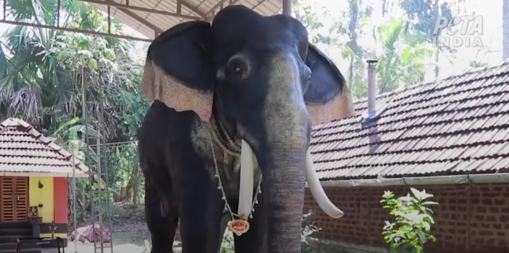 Robot Elephants